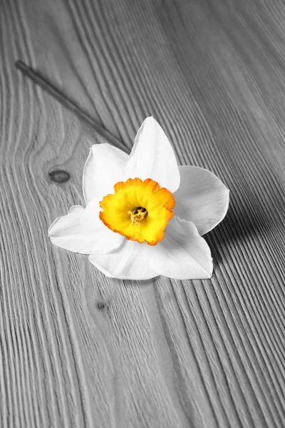 Flor brilhante — Fotografia de Stock