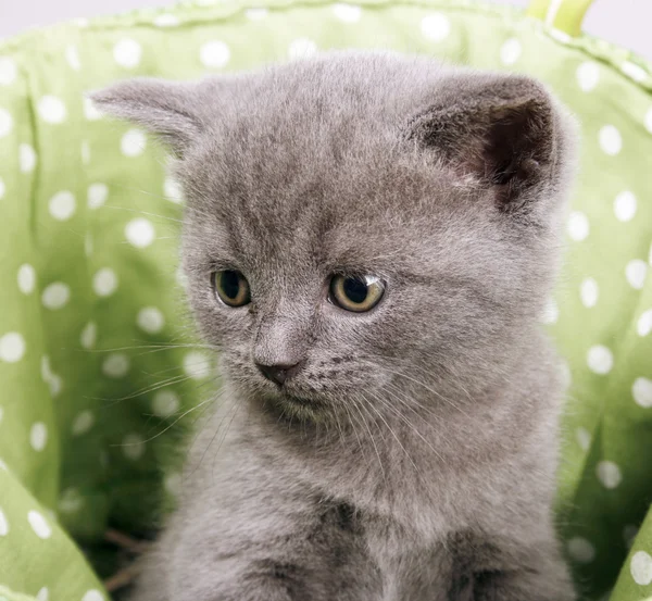 stock image British short hair kitten