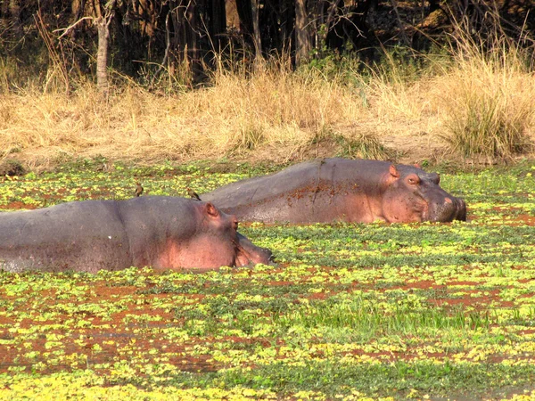 Гіпопотами у ставку — стокове фото