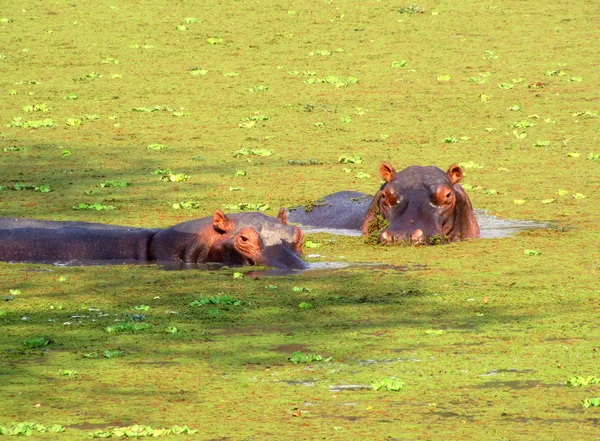 Flodhästar i en damm — Stockfoto