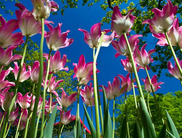 Тюльпан-парк — стоковое фото