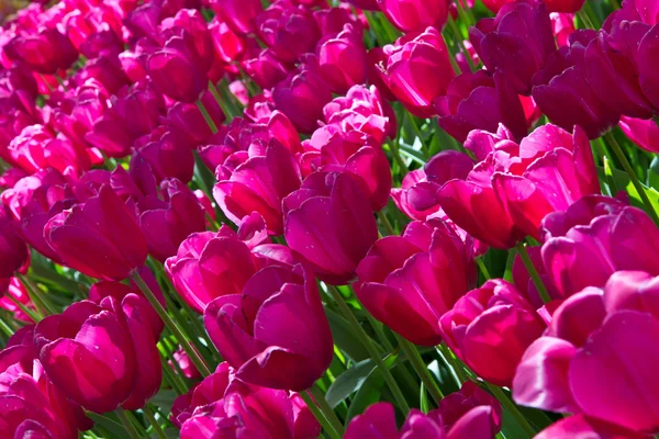 Parco dei tulipani — Foto Stock
