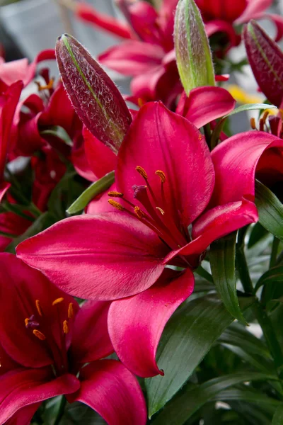 Stock image Lily flowers