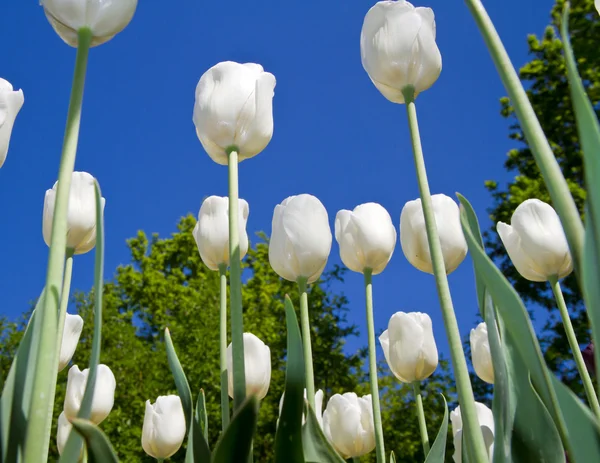 Färgade tulip — Stockfoto