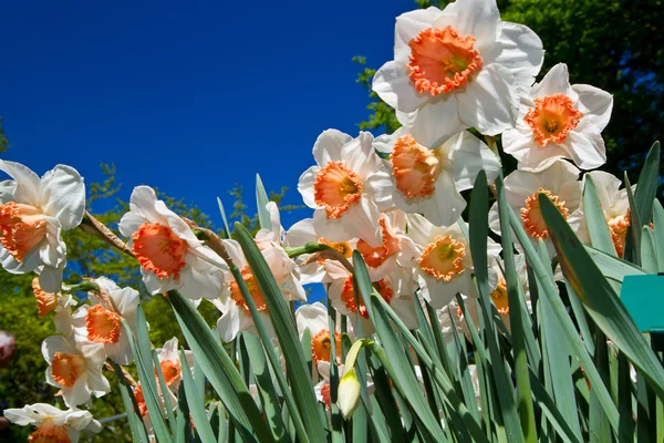 Colored narcissus — Stock Photo, Image