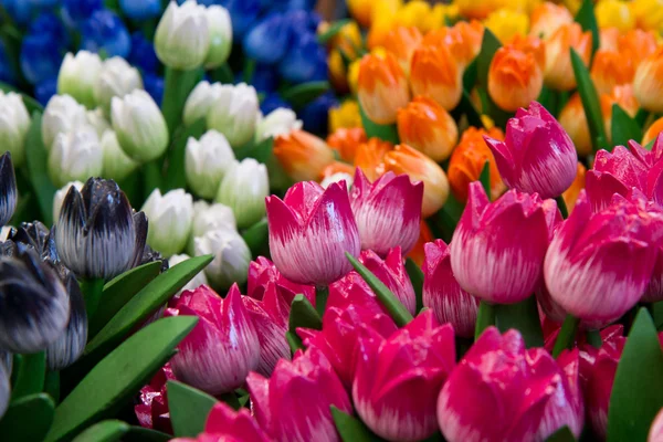 Färgade trä tulip — Stockfoto