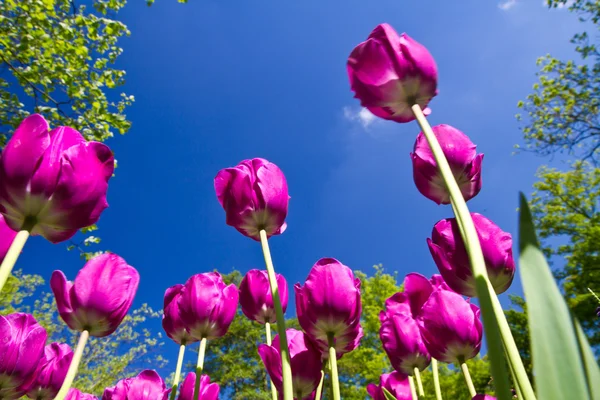 Parc de tulipes — Photo
