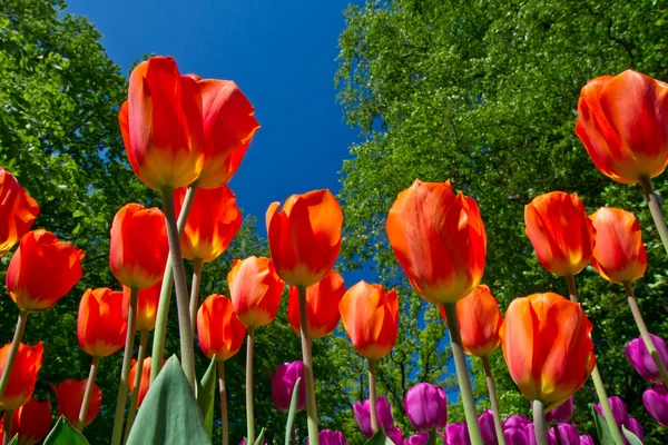 Parc de tulipes — Photo