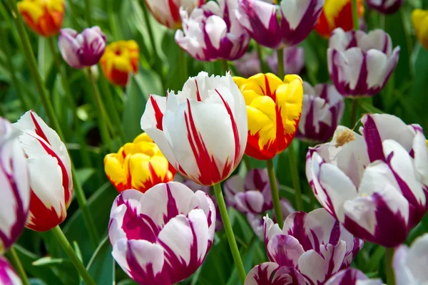 Tulip park — Stock Photo, Image