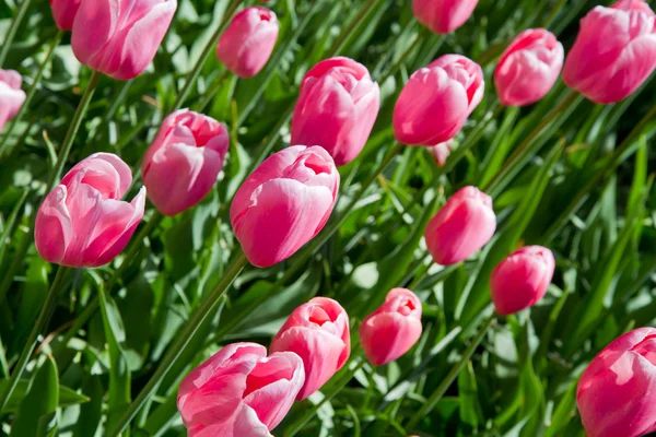 Tulip park — Stock Photo, Image