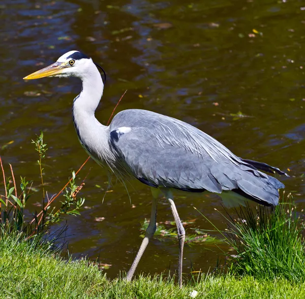 Blue heron — Stock Photo, Image
