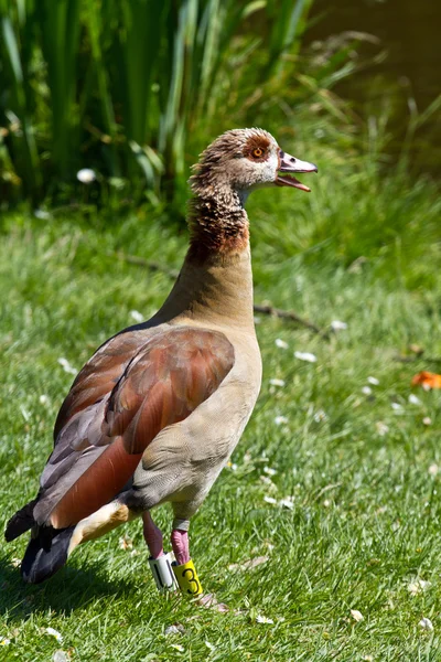 Yeşilbaş ördek — Stok fotoğraf