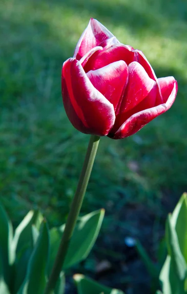 Parque del tulipán —  Fotos de Stock