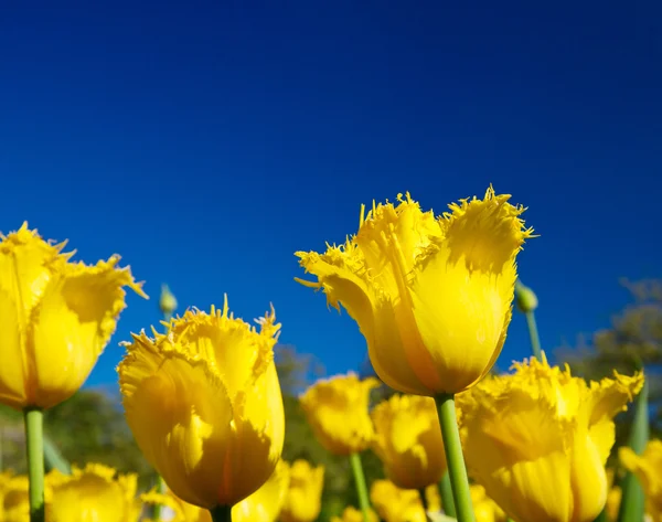 Tulip park — Stockfoto