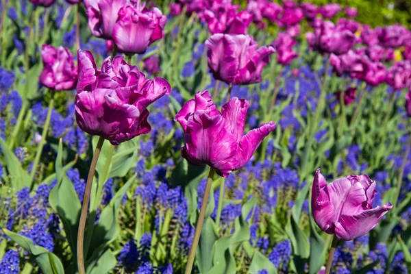 Parque del tulipán — Foto de Stock