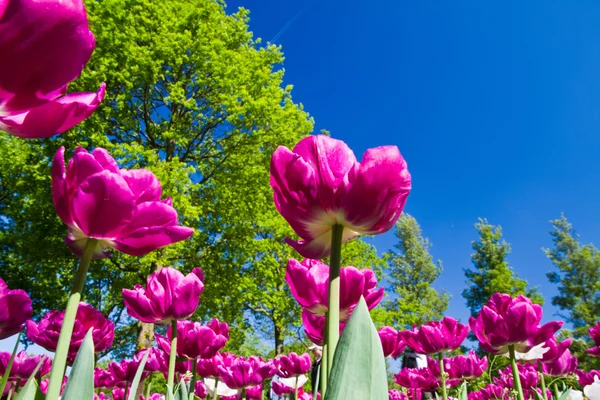 Parque da tulipa — Fotografia de Stock