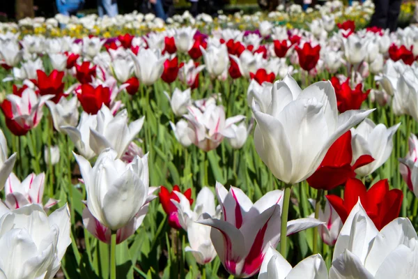 Parque da tulipa — Fotografia de Stock
