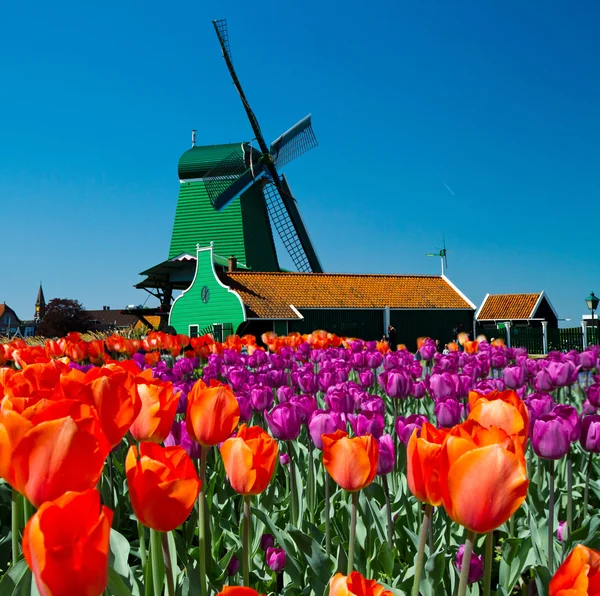 Väderkvarn i holland — Stockfoto
