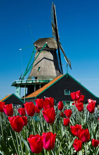 Вітряний млин в Голландії — стокове фото