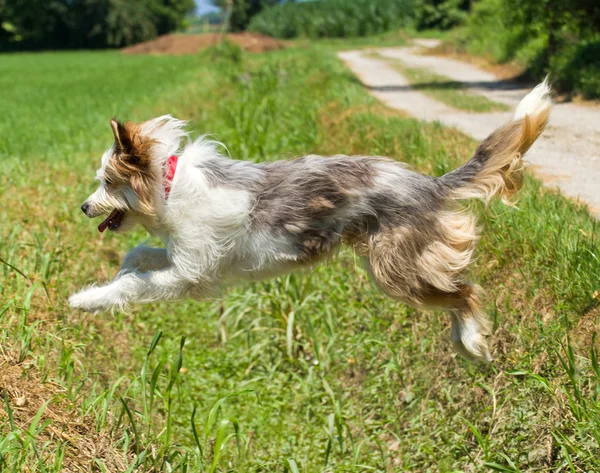 Skaczący pies — Zdjęcie stockowe