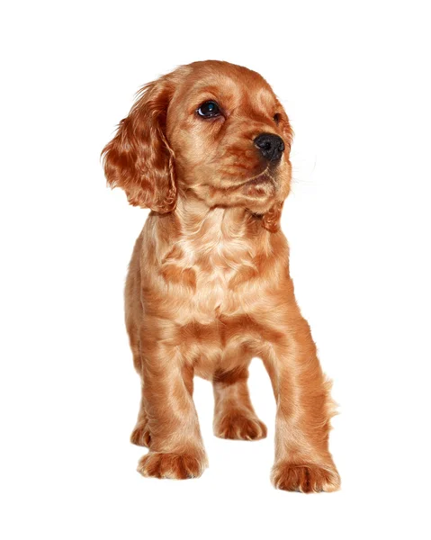 Spaniel dog — Stock Photo, Image
