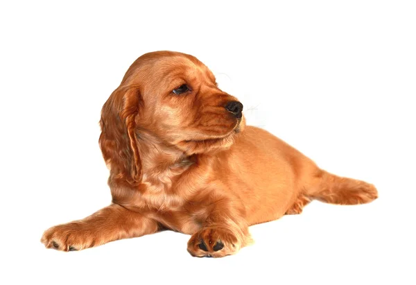 Spaniel dog — Stock Photo, Image