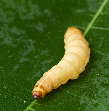 A Grub clipart