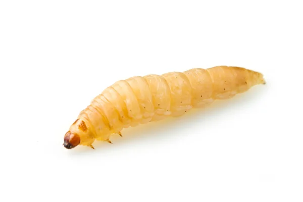 Uma larva — Fotografia de Stock