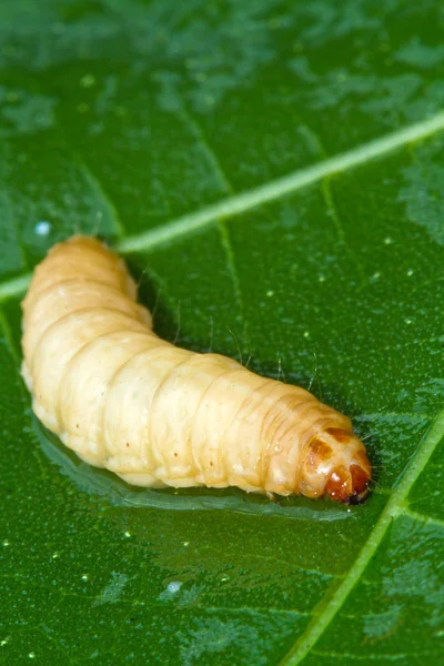 Uma larva — Fotografia de Stock