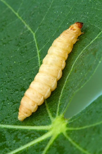 stock image A Grub