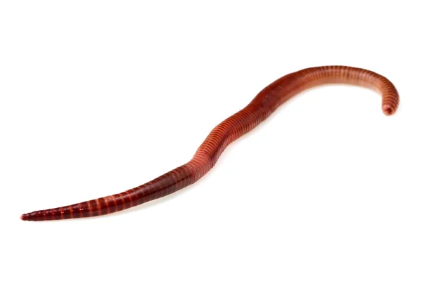 Земляной червь — стоковое фото