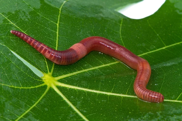 stock image Earthworm