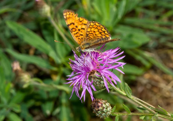 stock image Butterfly on a Flower