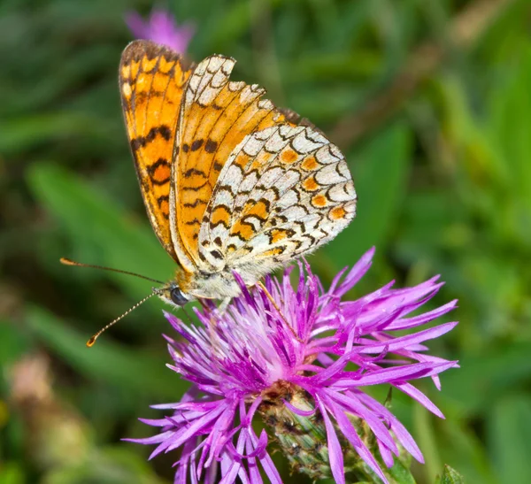 stock image Butterfly on a Flower