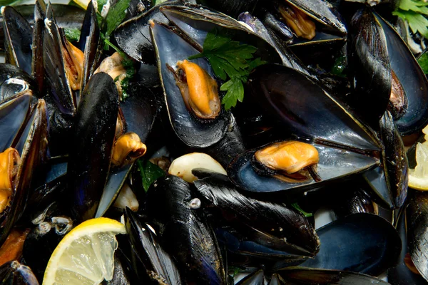 stock image Mussels