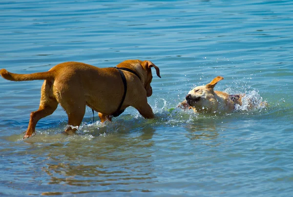 Dois cães brincando — Fotografia de Stock