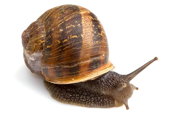 stock image Snail isolated