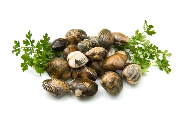 stock image Live clams