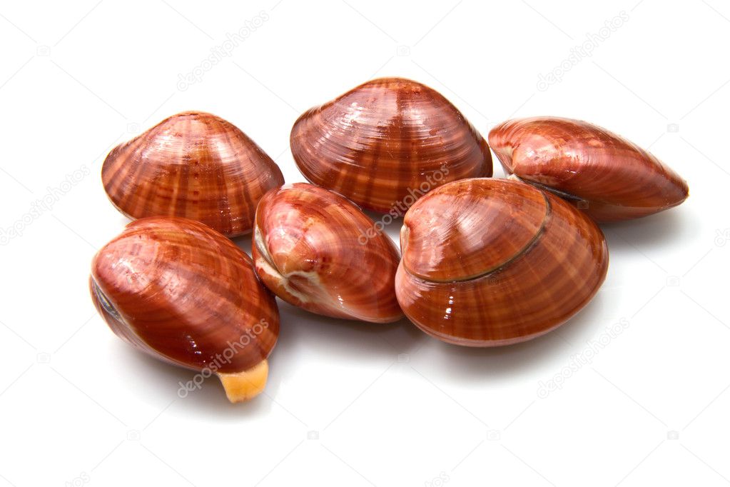 Smooth clams