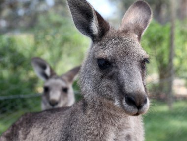 Close up of a kangaroo clipart