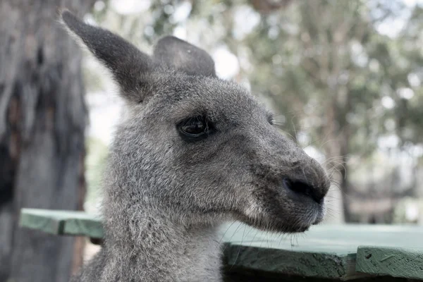 Kangaroo huvud — Stockfoto