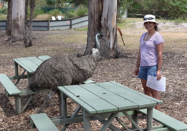 Australian emu walking along tourist — Stock Photo, Image