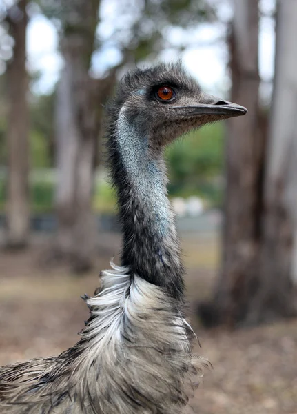 Australian emu walking along — Stock Photo, Image