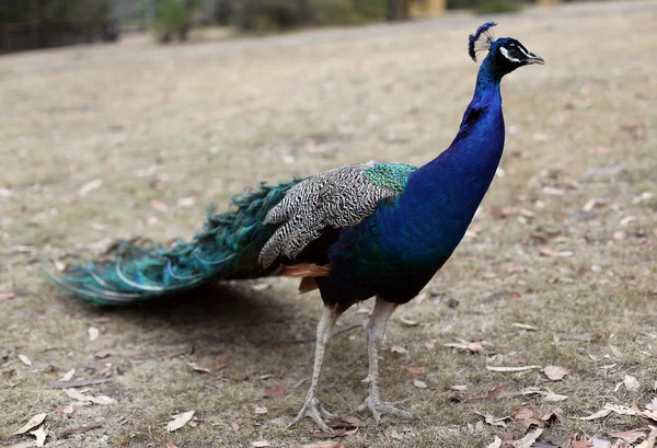 Peacock in the bush — Stock Photo, Image