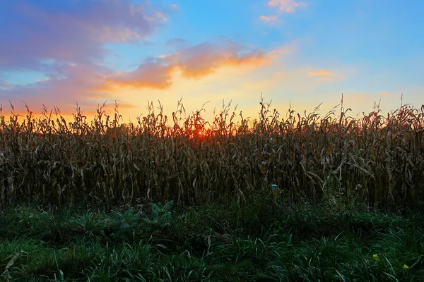 Lâminas altas de milho — Fotografia de Stock