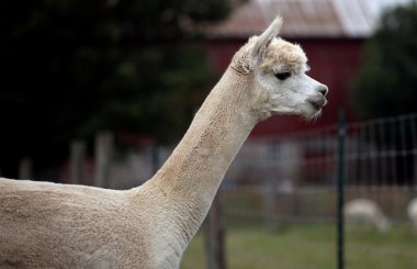 Groomed alpaca clipart