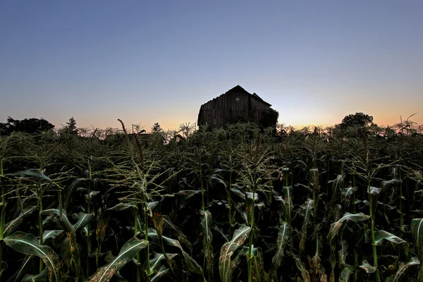 Rural homestead — Stock Photo, Image