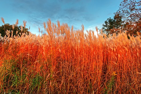 草の背の高いブレード — ストック写真