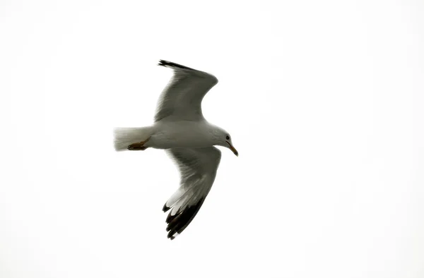 Tam uçan martı — Stok fotoğraf