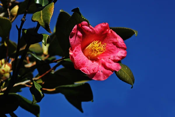 stock image Rose against blue